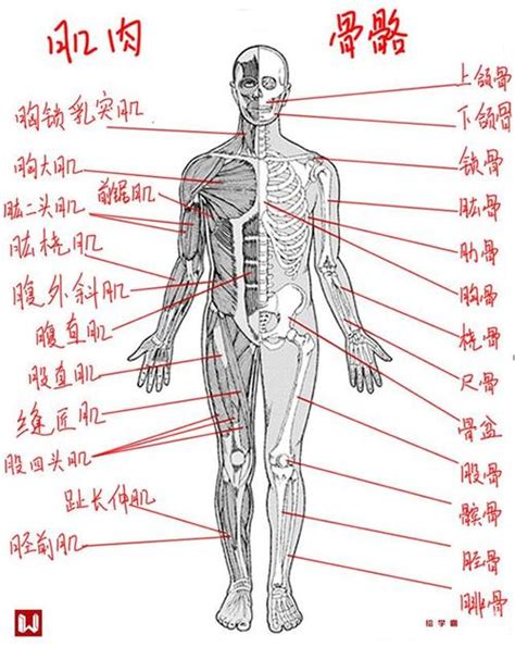 人身體部位|人体简介